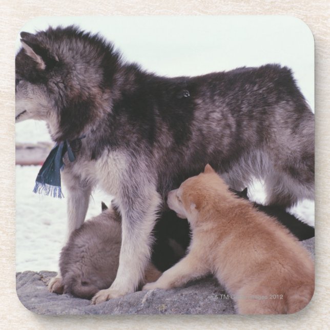 Husky with litter of pups coaster (Front)