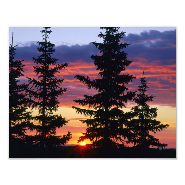 HUSTON PARK WILDERNESS, WYOMING. USA. Spruce Photo Print (Front)