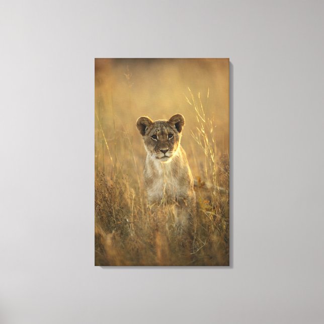 Hwange National Park, Zimbabwe. Canvas Print (Front)