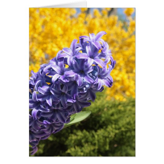 Hyacinth and Forsythia Cards (Front)