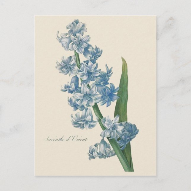 Hyacinth Blue Flower Illustration Postcard (Front)