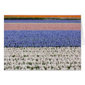 Hyacinth Field (Front Horizontal)