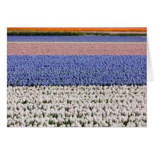 Hyacinth Field (Front Horizontal)