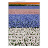 Hyacinth Field (Front)