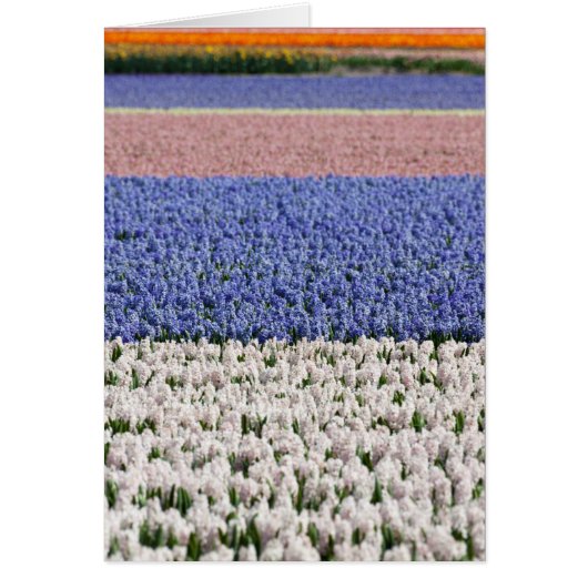 Hyacinth Field Cards (Front)