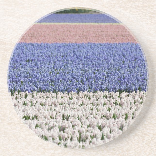 Hyacinth Field Sandstone Coaster (Front)
