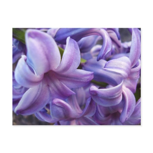 Hyacinth Flowers Postcard