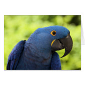 Hyacinth Macaw (Front Horizontal)