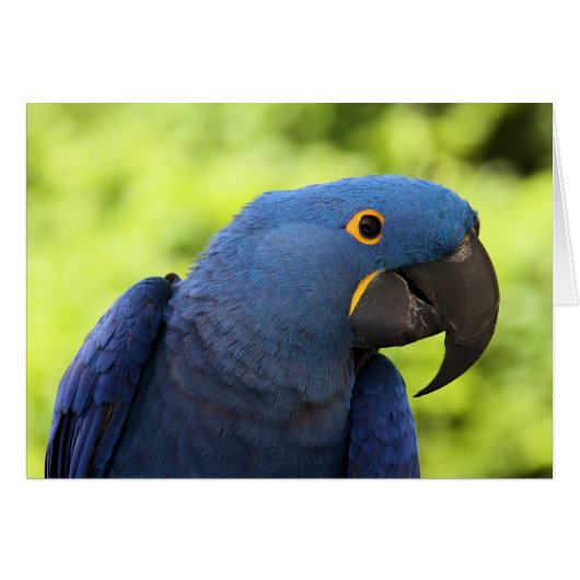 Hyacinth Macaw (Front Horizontal)