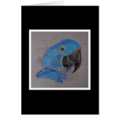 Hyacinth Macaw (Front)
