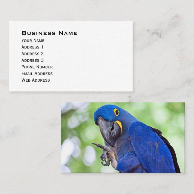 Hyacinth Macaw Bird Business Card (Front/Back)
