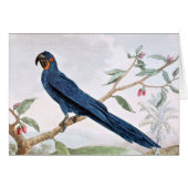 Hyacinth Macaw Bird Drawing (Front Horizontal)