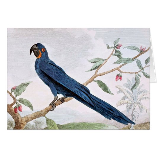 Hyacinth Macaw Bird Drawing Cards (Front Horizontal)