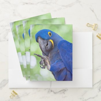 Hyacinth Macaw Bird Pocket Folder by PixLifeBirds at Zazzle