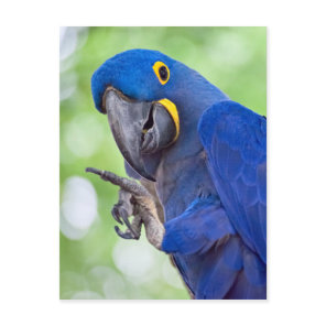 Hyacinth Macaw Bird Postcard
