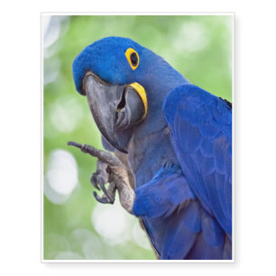 Hyacinth Macaw Bird Temporary Tattoos