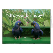 Hyacinth Macaw Birthday Card