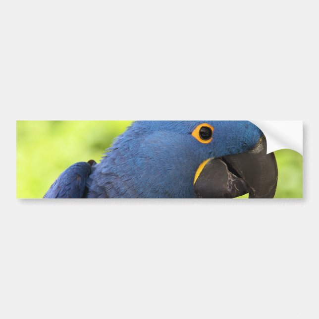 Hyacinth Macaw Bumper Sticker (Front)