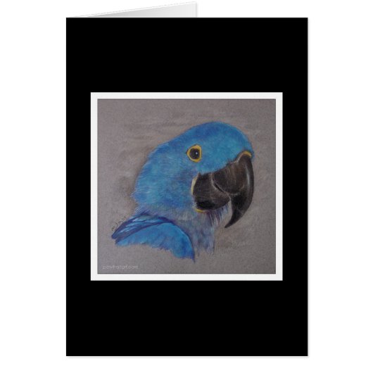 Hyacinth Macaw Cards (Front)