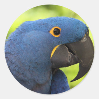 Hyacinth Macaw Classic Round Sticker
