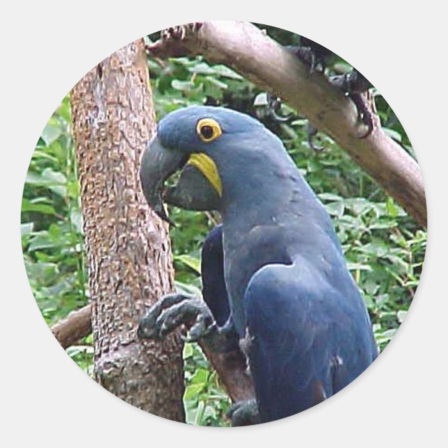 Hyacinth Macaw Classic Round Sticker (Front)