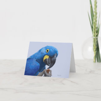 Hyacinth Macaw Encouragement JW Letterpress Thank You Card