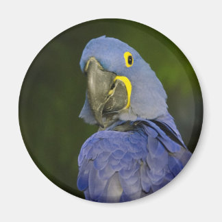 Hyacinth Macaw Magnet