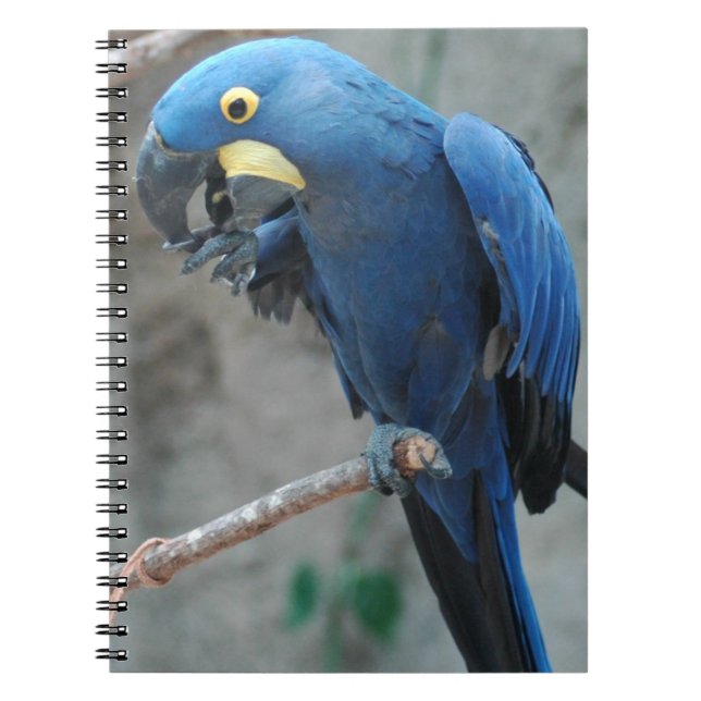 Hyacinth Macaw Notebook (Front)