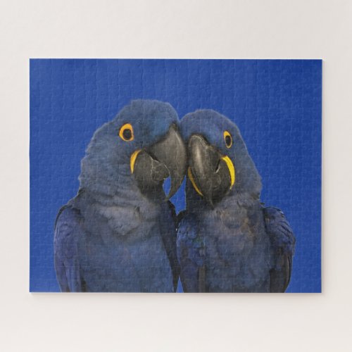 Hyacinth Macaw Parrot Bird Rare Blue Jigsaw Puzzle