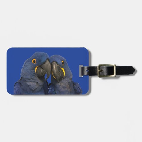 Hyacinth Macaw Parrot Bird Rare Blue Luggage Tag