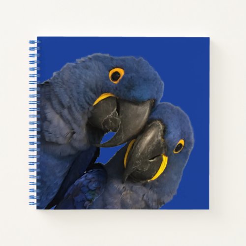 Hyacinth Macaw Parrot Bird Rare Blue Notebook