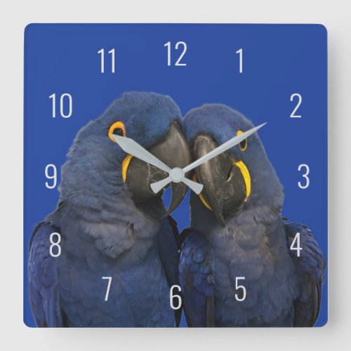 Hyacinth Macaw Parrot Bird Rare Blue Square Wall Clock