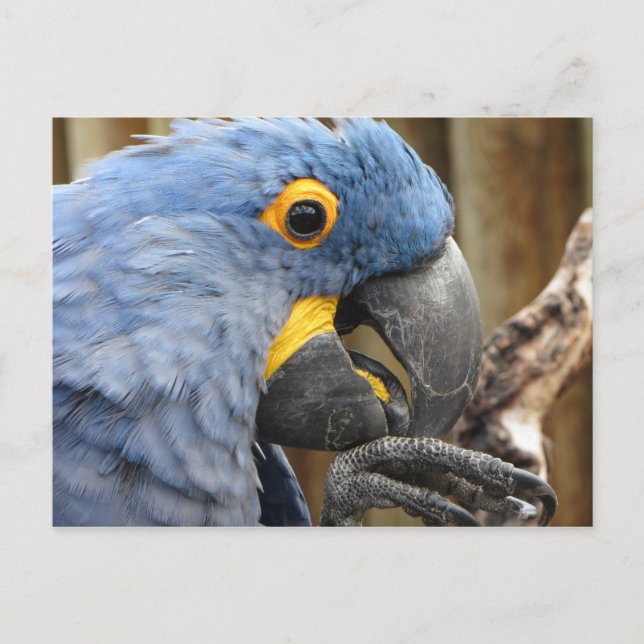 Hyacinth Macaw Parrot Postcard (Front)