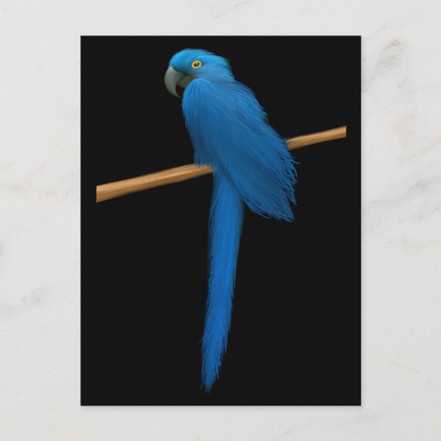 Hyacinth Macaw Parrot Postcard (Front)
