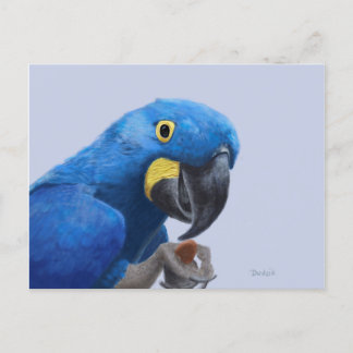 Hyacinth Macaw Postcard