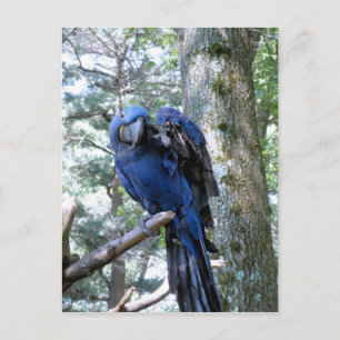 Hyacinth Macaw Postcard