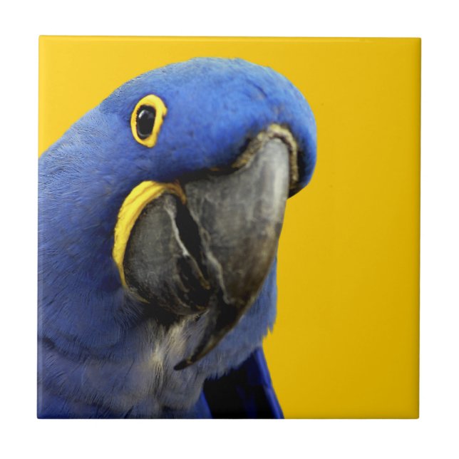 Hyacinth Macaw Tile (Front)