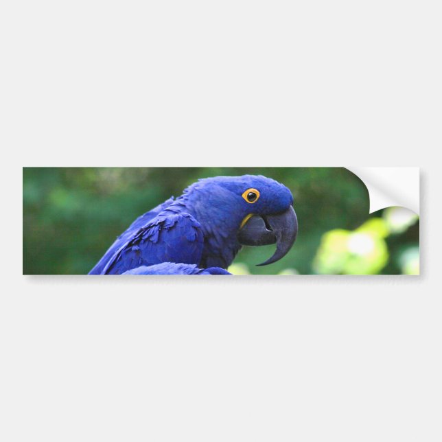 Hyacinth Macaws Bumper Sticker (Front)