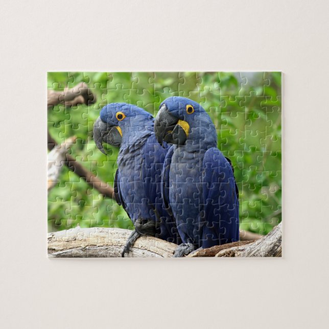 Hyacinth Macaws Jigsaw Puzzle (Horizontal)