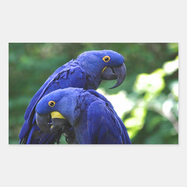 Hyacinth Macaws Rectangular Sticker (Front)