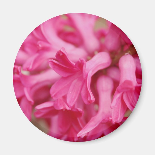 Hyacinth Pink Magnet (Front)