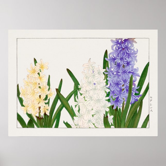 Hyacinth, Purple White & Yellow Flowers by Konan, Poster (Front)