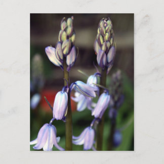 hyacinth two postcard