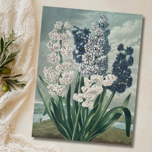 Hyacinths (1807) – Exquisite Vintage Botanical Postcard