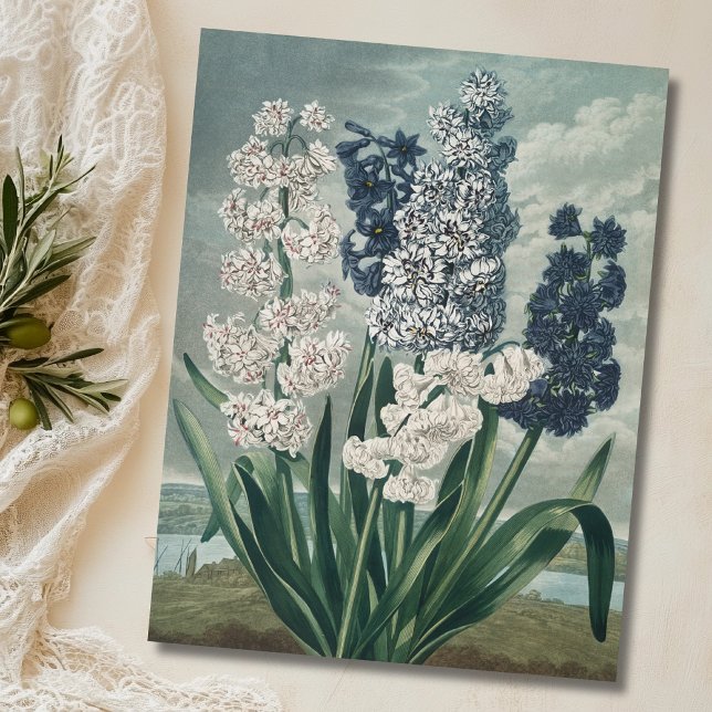 Hyacinths (1807) – Exquisite Vintage Botanical  Postcard (Creator Uploaded)