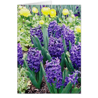 Hyacinths and African Tulips Cards