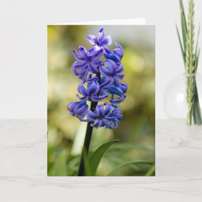 Hyacinths greeting card (Front)