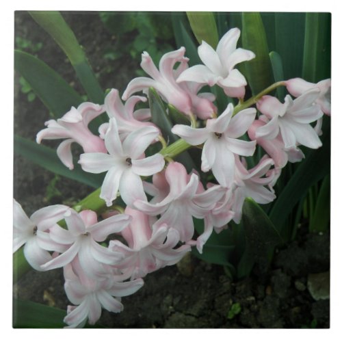 Hyacinths Tile