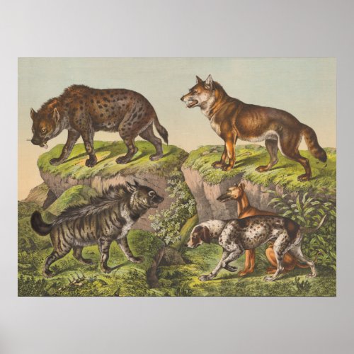 Hyaena Hyena Wolf and Dogs Poster