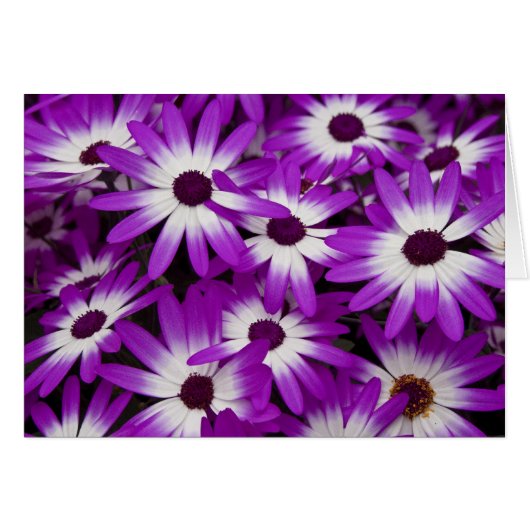 Hybrid Cineraria Card (Front Horizontal)